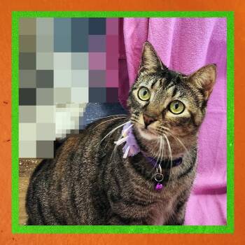 Rescue Domestic Short Hair Cats for Adoption in Madison, Wisconsin - Nico Robin | PetCurious