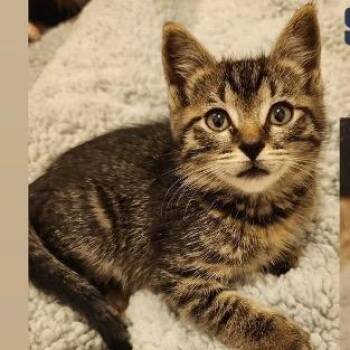 Sunkissed Sailor -  Domestic Short Hair Cat for Adoption in Westminster, California - Sunkissed Sailor | PetCurious