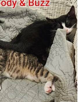 Rescue Domestic Short Hair Cats for Adoption in Grand Rapids, Michigan - Buzz | PetCurious