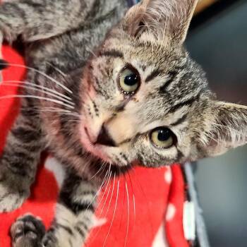 Mr. Kevin -  Domestic Short Hair Cat for Adoption in Layton, Utah - Mr. Kevin | PetCurious