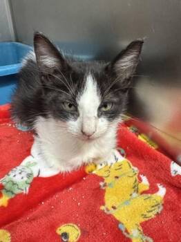 Domestic Short Hair Cats Available for Adoption in San Antonio, Texas - Ghirardelli | PetCurious