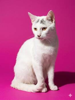Domestic Short Hair Cats Available for Adoption in Jacksonville, Florida - METALLICA | PetCurious