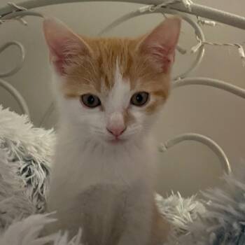 Domestic Short Hair Cats Available for Adoption in Cumming, Georgia - Sully 2 | PetCurious
