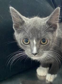 Jacque -  Domestic Short Hair Cat for Adoption in Cumming, Georgia - Jacque | PetCurious
