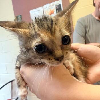 Domestic Short Hair Cats Available for Adoption in Corinth, Mississippi - Aissa | PetCurious