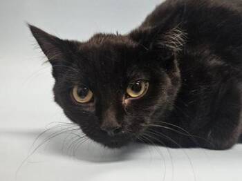Minnie -  Domestic Short Hair Cat for Adoption in Golden Valley, Minnesota - Minnie | PetCurious