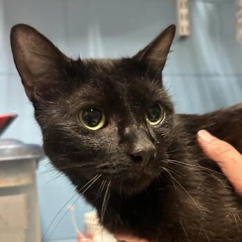 Gaston -  Domestic Short Hair Cat for Adoption in Newport, North Carolina - Gaston | PetCurious