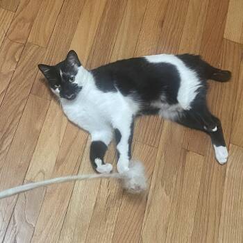 Ruby JT (Special FeLV Fee) -  Domestic Short Hair Cat for Adoption - Ruby JT (Special FeLV Fee) | PetCurious