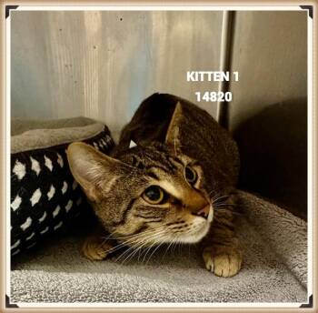 Rescue Domestic Short Hair Cats for Adoption in Marietta, Georgia - KITTEN 1 | PetCurious