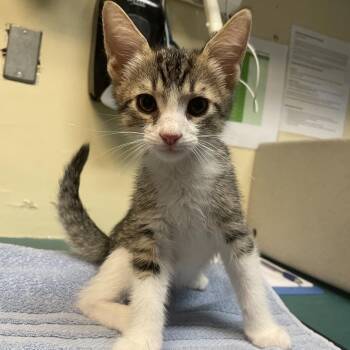Citrine -  Domestic Short Hair Cat for Adoption in Pasadena, California - Citrine | PetCurious