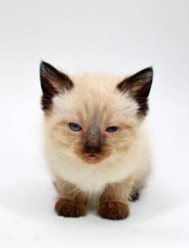 Siamese and Domestic Short Hair Cats Available for Adoption in Morton Grove, Illinois - Snickers | PetCurious