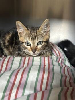 Rescue Domestic Short Hair Cats for Adoption in Pomona, New York - Alvin | PetCurious