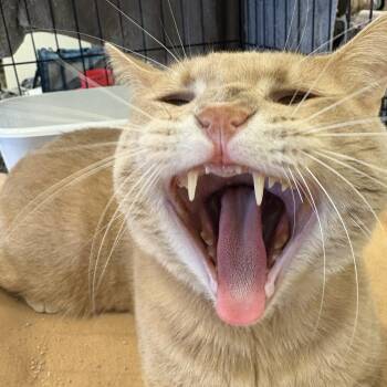 Rescue Domestic Medium Hair Cats for Adoption in Youngstown, Florida - Chunky Cheddar | PetCurious