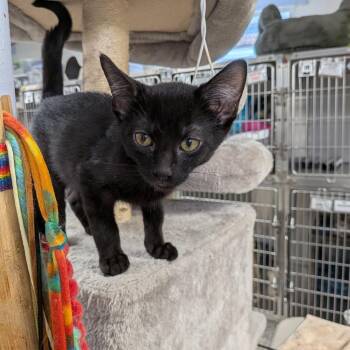 Mikey -  Domestic Short Hair Cat for Adoption in Falls Church, Virginia - Mikey | PetCurious
