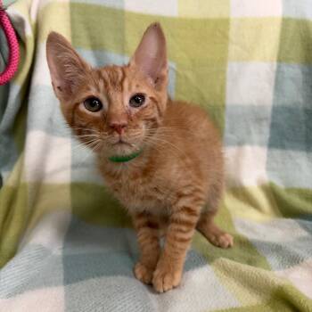 Frank -  Domestic Short Hair Cat for Adoption in West Point, Mississippi - Frank | PetCurious