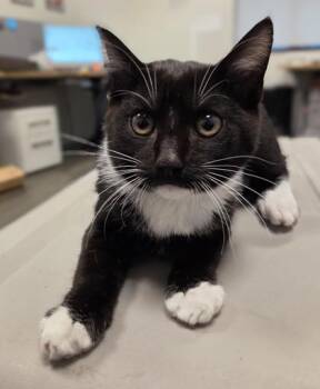 Domestic Short Hair Cats Available for Adoption - The Bachelor | PetCurious