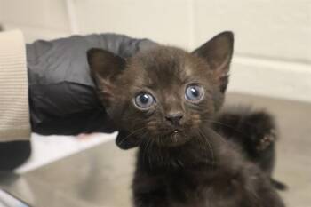 JANE -  Domestic Short Hair Cat for Adoption in Columbia, South Carolina - JANE | PetCurious