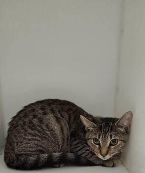 SALOON -  Tabby Cat for Adoption in Delson, Quebec - SALOON | PetCurious