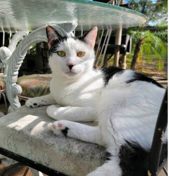 Rescue Domestic Short Hair Cats for Adoption in Safety Harbor, Florida - Puffin | PetCurious