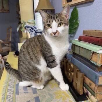 Princess Leia -  Domestic Short Hair Cat for Adoption in Tampa, Florida - Princess Leia | PetCurious