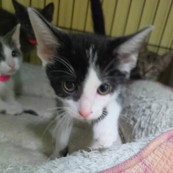 Jack -  Domestic Short Hair Cat for Adoption in Melrose, Florida - Jack | PetCurious