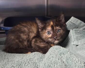 Scallop (Petsmart) -  Domestic Short Hair Cat for Adoption in Ocala, Florida - Scallop (Petsmart) | PetCurious