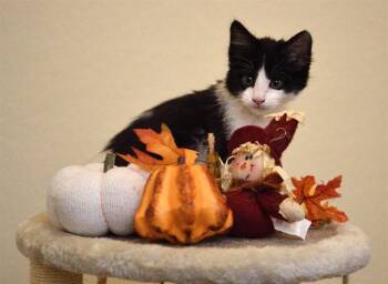 Rescue Domestic Short Hair Cats for Adoption in Colorado Springs, Colorado - CLOUDBERRY | PetCurious