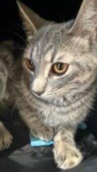 Domestic Short Hair Cats Available for Adoption in Georgina, Ontario - Luna 2 | PetCurious