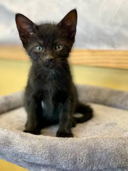 Rescue Domestic Short Hair Cats for Adoption in Boca Raton, Florida - Phantom | PetCurious