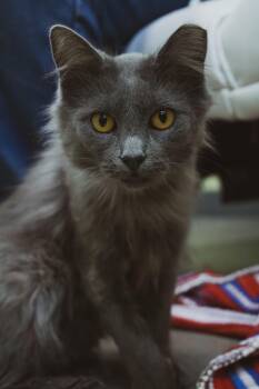 Rescue Domestic Long Hair Cats for Adoption in Archbold, Ohio - Angel Kitty | PetCurious