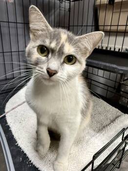 Domestic Short Hair and Dilute Calico Cats Available for Adoption in Gilberts, Illinois - CAT - Gidget | PetCurious
