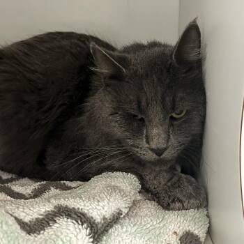 Domestic Short Hair Cats Available for Adoption - Logan | PetCurious