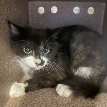 Andy -  Domestic Medium Hair Cat for Adoption in Greensboro, North Carolina - Andy | PetCurious