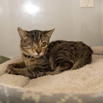 Nick Furry -  American Shorthair Cat for Adoption in Pawling, New York - Nick Furry | PetCurious