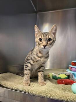 MCA -  Domestic Short Hair Cat for Adoption in Umatilla, Florida - MCA | PetCurious