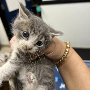 Domestic Short Hair Cats Available for Adoption in Galveston, Texas - Sloane | PetCurious