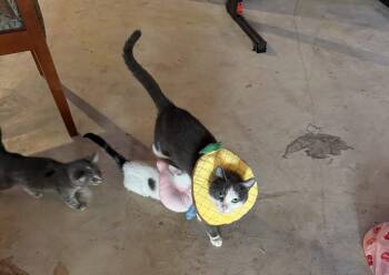 Lucy -  Domestic Short Hair Cat for Adoption in Wheaton, Illinois - Lucy | PetCurious