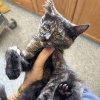 Myrtle -  Domestic Short Hair Cat for Adoption in Salt Lake City, Utah - Myrtle | PetCurious