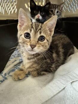 RUE -  Domestic Short Hair Cat for Adoption in Cookeville, Tennessee - RUE | PetCurious