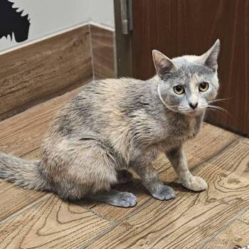Domestic Short Hair Cats Available for Adoption in Manhattan, Illinois - Delores | PetCurious