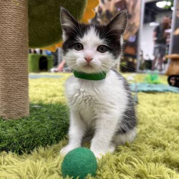 Rigatoni -  Domestic Short Hair Cat for Adoption in Las Vegas, Nevada - Rigatoni | PetCurious