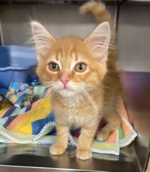 Rescue Domestic Medium Hair Cats for Adoption in Houghton Lake, Michigan - Oliver | PetCurious