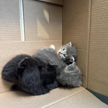 Gravy Train Gary -  Domestic Short Hair Cat for Adoption in Cartersville, Georgia - Gravy Train Gary | PetCurious