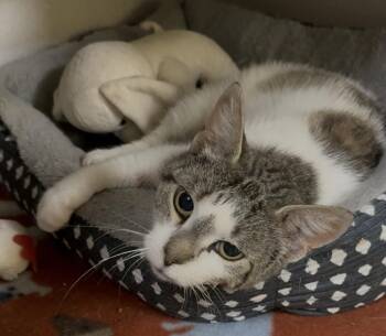 Minnie -  Domestic Short Hair Cat for Adoption in Osseo, Michigan - Minnie | PetCurious