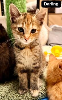 Darling -  Domestic Short Hair Cat for Adoption in Johnson City, Tennessee - Darling | PetCurious