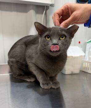 Domestic Short Hair Cats Available for Adoption in Pierceton, Indiana - Thistle | PetCurious