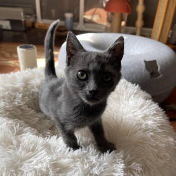 Freddie Mercury -  Domestic Short Hair Cat for Adoption in Durham, North Carolina - Freddie Mercury | PetCurious