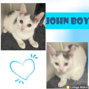 Rescue Domestic Short Hair Cats for Adoption in Clearfield, Pennsylvania - John Boy | PetCurious