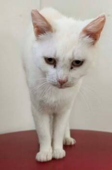 Adele -  Domestic Short Hair Cat Available for Adoption in Ionia, Michigan - Adele | PetCurious