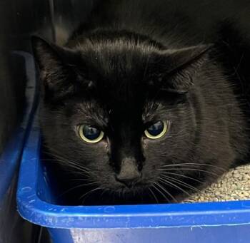 Domestic Short Hair Cats Available for Adoption in Golden, Colorado - Mr. Blue | PetCurious